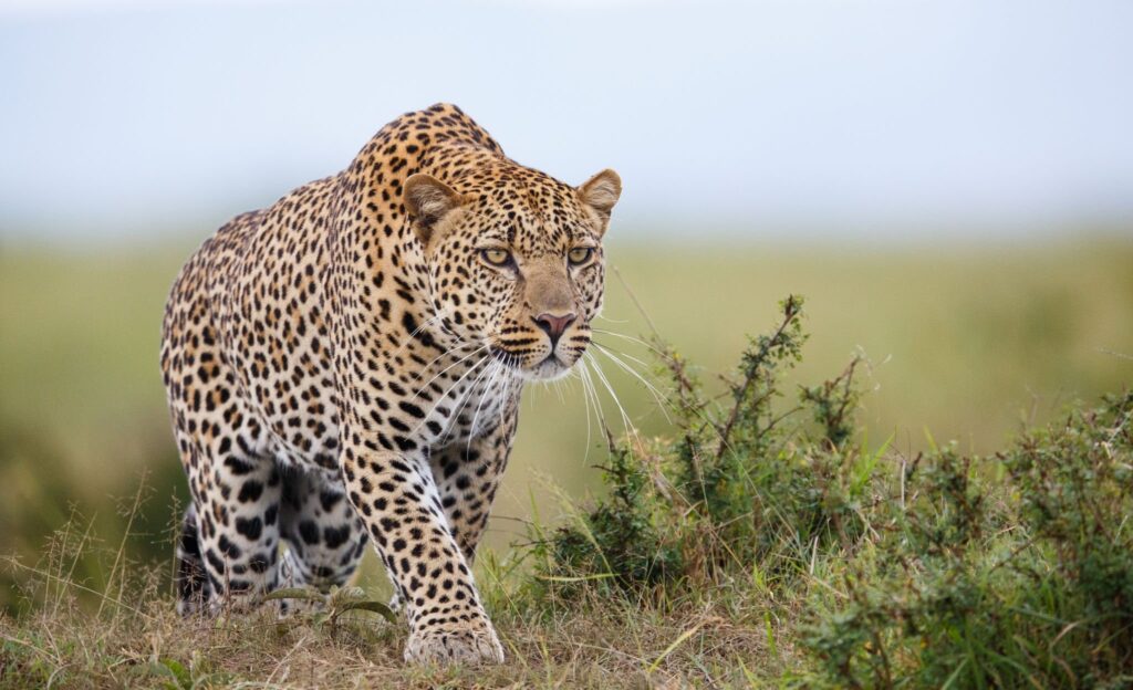 Leopards Enter Saidpur village in Islamabad