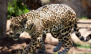 Leopards Hunt Goat