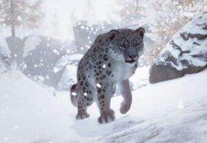 Trapped Snow Leopard Rescued in NW China
