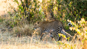 World Echo Margalla Hills’ Trail 3 Closed After Leopard was Spotted (3)