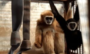 Gibbon