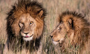 Bob Junior: 'King' of Serengeti Killed by Rivals Lions
