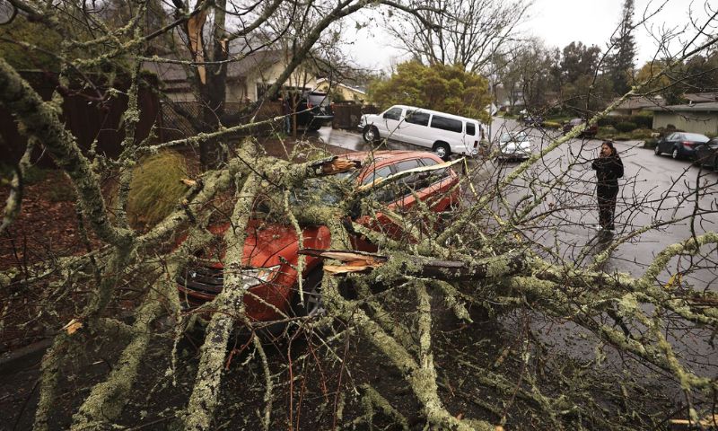 Storm, Fallen, Trees