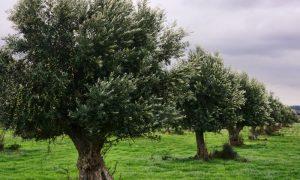 Olive, Plantation, Kohat
