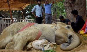 Noor Jehan, Elephant, Karachi, Zoo, Pakistan, Animals, Administration, Health, Safari Park