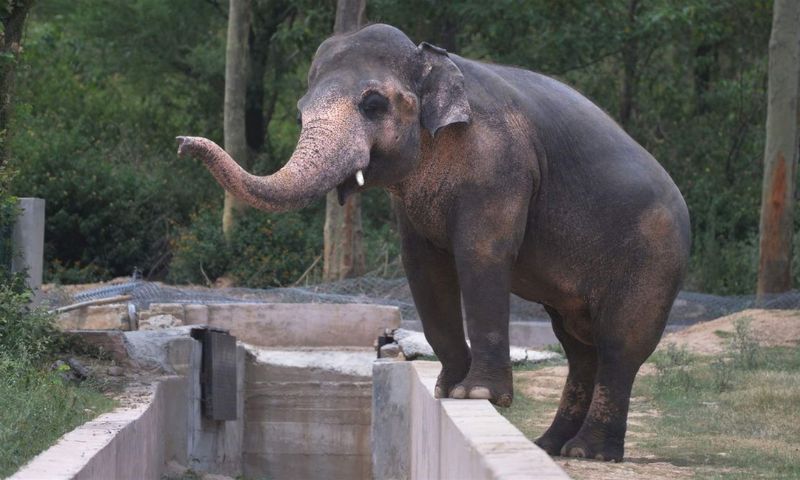 Elephant, Noor Jehan,. Diagnosis, tests, problems, Zoos