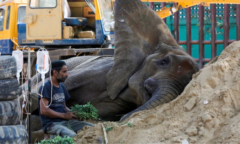 Noor Jehan, Zoo, Animal, Treatment, Management, Measures