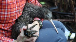 New Zealand Fights to Save Kiwis