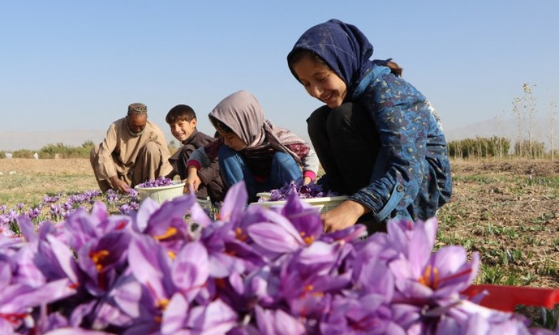 Afghans Look to Middle East as Promising Market for Premium Saffron