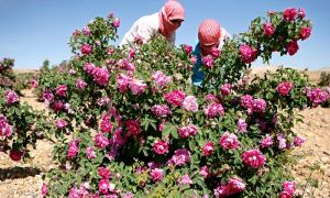 Cultivating Roses in Syria