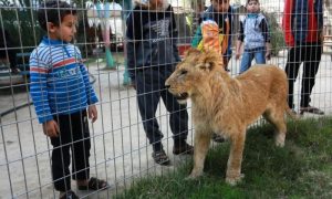 Lioness, Gaza, Palestine, Israel, Zoo, Animals, Resort, Welfare