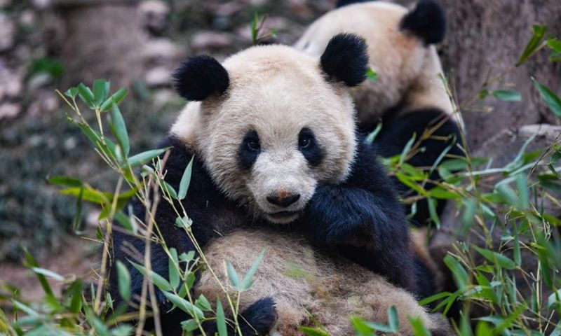 Beijing Zoo, Ya Ya, Beijing, Zoo, Giant, Panda