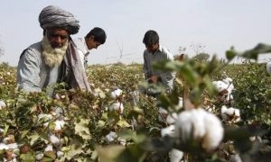 farmers, Cotton, Agriculture, livestock, Persian, government