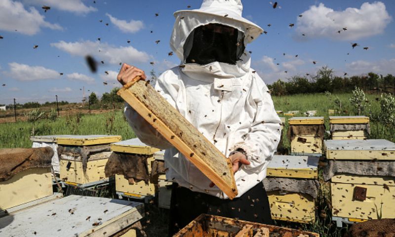 Close to Gaza's restive frontier with Israel, apiarist Miassar Khoudair checks on her bees after five days of deadly cross-border fire. "The bees die from the gases, the rockets and dust," says the 29-year-old, dressed in a protective white suit.