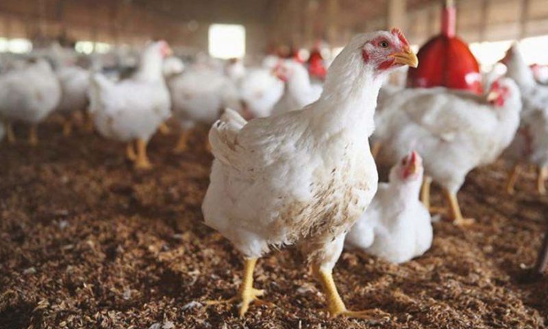 government, Surge, Rates, Chicken, Peshawarties, Nowshera, Mardan, Charsadda, Swabi, prices