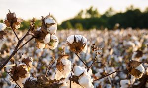 million, Food, wheat, Cotton, Multan, Commissioner, awareness, farmers, smugglers