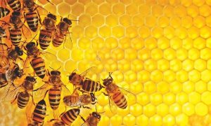 World, Bee, Day, Agricultural, Experts, Researchers, express, concerns, extinction