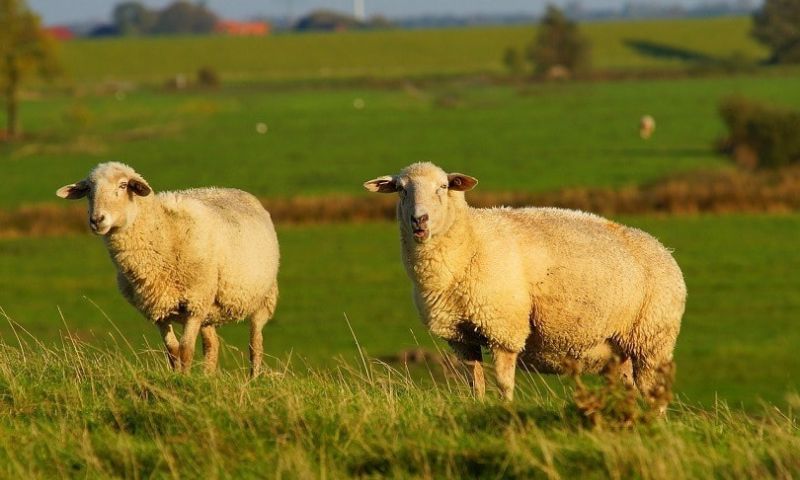 New Zealand, Sheep, Population, Australia, Wellington, Industry, Wool, Agricultural, Market, Jokes,