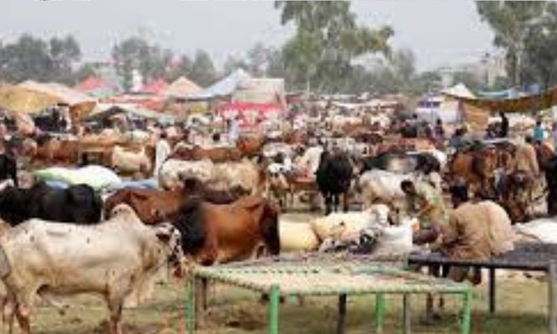 Cattle markets