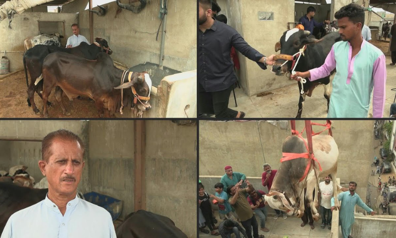 Eid Al-Adha Cattle Hoisted from Rooftops