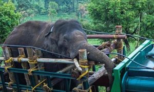 Elephant, Story, India, Rice, Loving, Tusker