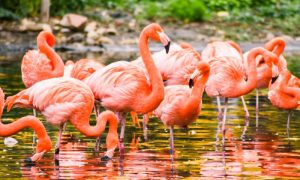 Flamingos, drought, global warming