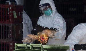 Bird Flu, Pandemic, Experts, UK, Veterinary, Health, Animal, Poultry, Influenza Virus, Hospital, Egypt, China, Vietnam, World Health Organization