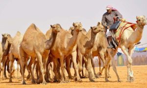 Crown Prince. Camel, Saudi Arabia, Prime Minister. Mohammed bin Salman, million, Arab,