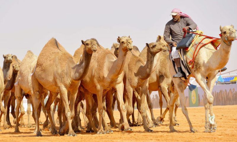 Crown Prince. Camel, Saudi Arabia, Prime Minister. Mohammed bin Salman, million, Arab,