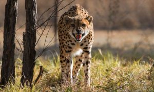 Cheetah, Dies, India