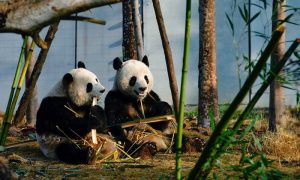 Pandas are China’s most iconic animal, and natives of Sichuan province. Seeing the pandas is on the checklist for most visitors. The same goes for the athletes competing in the World University Games, hosted by the provincial capital Chengdu. Guo Tianqi speaks to overseas competitors and coaches at the Chengdu Research Base of Giant Panda Breeding, to find out what they think about the animals there.