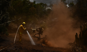 Hawaii Fire Death Toll Rises To 99: Governor