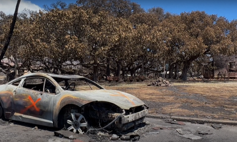 Iconic Hawaiian Banyan Trees Burnt but Survived Deadly Wildfires