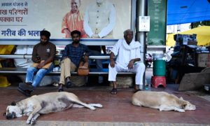 Stray Dogs, India, New Delhi, G20 Summit, Government, World Health Organization