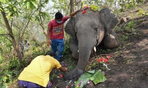 Elephant, India