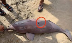 Dolphin, Blind, Killed