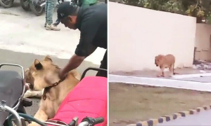 Karachi: Lion Wandering on Streets Finally Captured