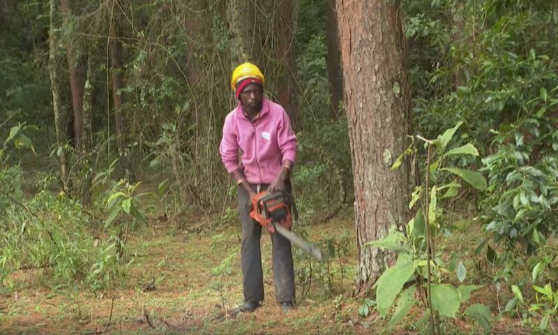 Kenya, logging