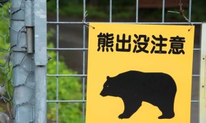 Bear, Officials, Japan, Ninja