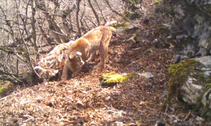 Wild Dogs Threaten Rare Balkan Lynx