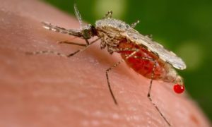 Bacteria Found By Chance Holds Potential as Major Weapon Against Malaria