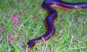 Rainbow Snake, Florida, Snake, Video, Footage, Peninsula, Lakes, American, Freshwater, Social Media