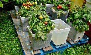 Kitchen Gardening, Quality, Vegetables, Agriculture Department, cabbage, potato, onion, salad, radish, turnip, peas, carrot, spinach, fenugreek, coriander, and garlic,