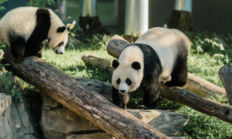 Fans say goodbye to giant pandas at the US National Zoo