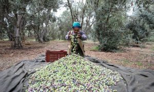 Palestinian, farmers, olive, Gaza Strip, challenges, agriculture, economy, water, political, Israeli, NGOs