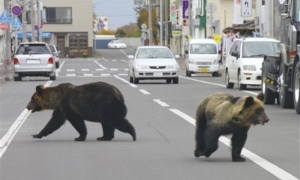 Unprecedented Surge in Bear Attacks Grips Japan