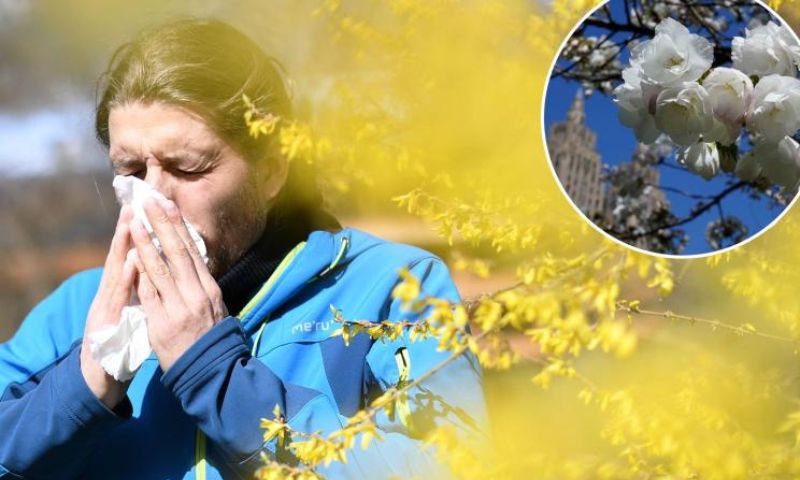 Aussie State, Asthma, Grass Pollen, Victoria, Health,
