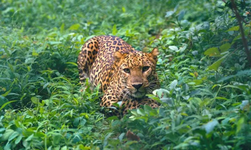 Murree, Leopard, Islamabad, Big Cat, Margalla Hills, IWWB