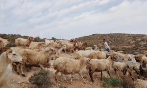 Israeli Settlers Accused of Land Theft, Violence Against Palestinian Farmers in West Bank