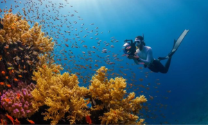 NEOM, Dive Butler International Collaborate to Offer Premier Aquatic Experience